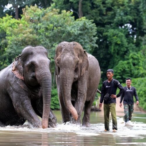 Elefantes en libertad: un proyecto para acabar con el abuso animal del turismo en Vietnam