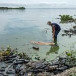 Encuentran muertos a un manatí y un delfín en el lago de Maracaibo