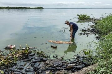 Encuentran muertos a un manatí y un delfín en el lago de Maracaibo