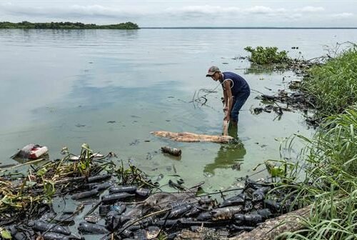 Encuentran muertos a un manatí y un delfín en el lago de Maracaibo