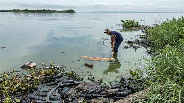 Encuentran muertos a un manatí y un delfín en el lago de Maracaibo