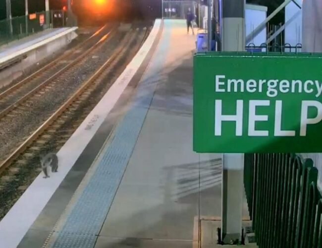 koalkoala interrumpe el sistema ferroviario de Sídney tras colarse en una estación e interrumpe el sistema ferroviario de Sídney tras colarse en una estación