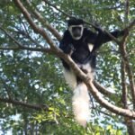 Bosques tropicales están cambiando su temperatura