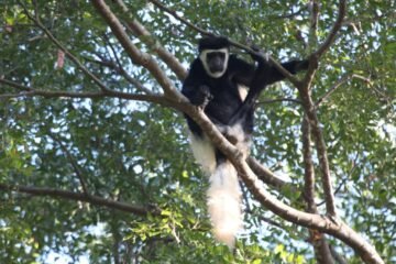 Bosques tropicales están cambiando su temperatura