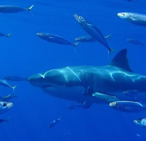 Avistan por primera vez tiburón blanco en aguas ecuatorianas