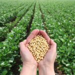 Venezuela impulsa la siembra de 7.300 hectáreas de soya