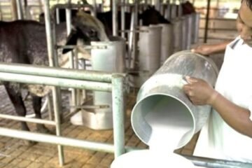 Solo el 14% de la producción de leche en Venezuela va a las industrias