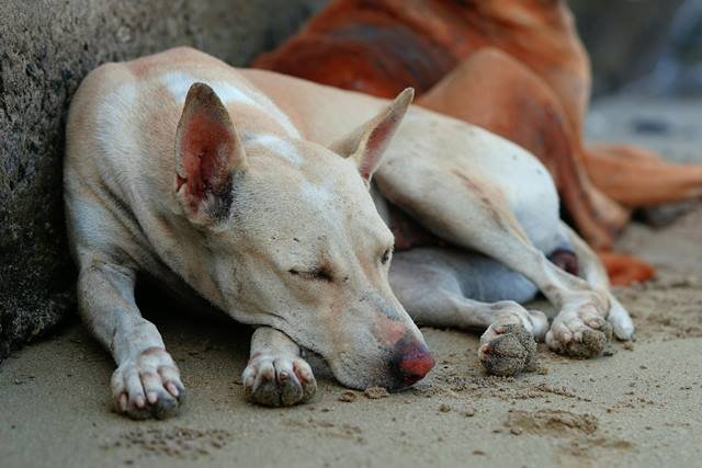 Efemérides 27 de julio: Día Internacional del Perro Callejero