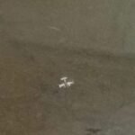 FANB intercepta aeronave que ingresó de manera «furtiva» al territorio venezolano