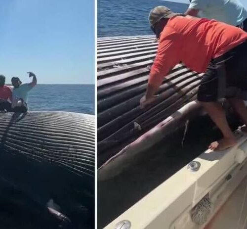 VIRAL: Pescadores se subieron a una ballena muerta en altamar para tomarse una foto y provocaron indignación