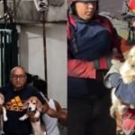 Decenas de mascotas han sido rescatadas tras doble terremoto y ahora están en refugios, estas son las cifras oficiales