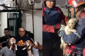 Decenas de mascotas han sido rescatadas tras doble terremoto y ahora están en refugios, estas son las cifras oficiales