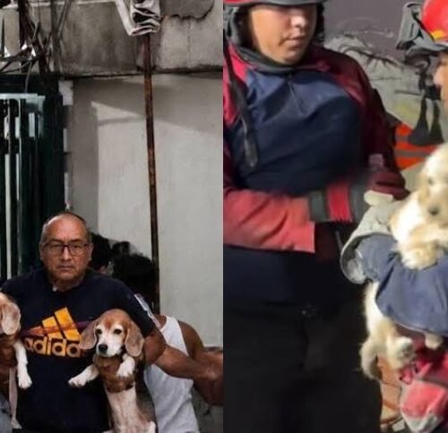 Decenas de mascotas han sido rescatadas tras doble terremoto y ahora están en refugios, estas son las cifras oficiales